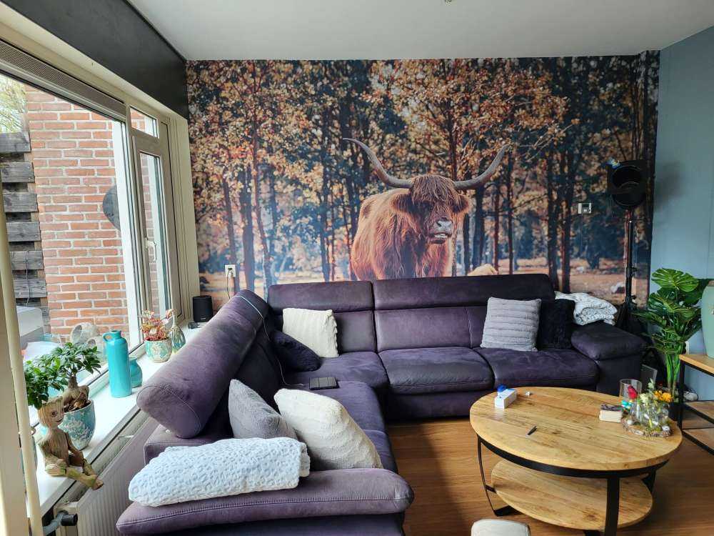 Fotobehang - Schotse hooglander bij de bosrand