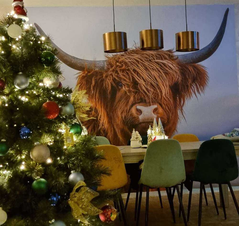 Fotobehang - Starende Schotse hooglander