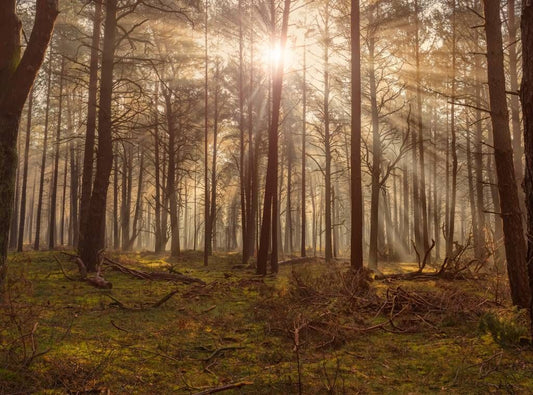 Fotobehang - Bos met hoge bomen