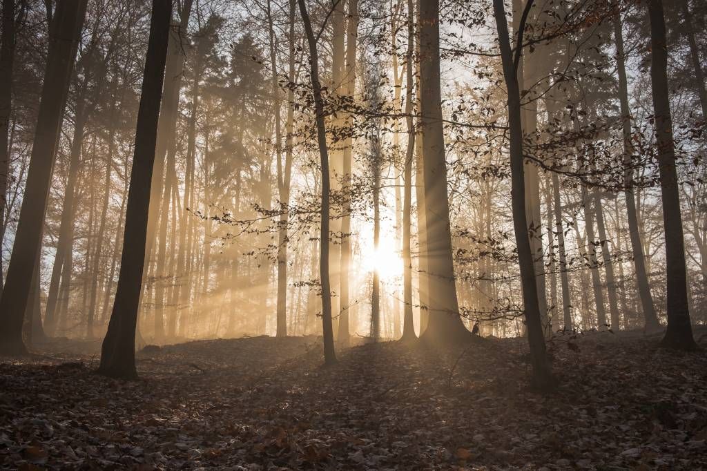 Fotobehang - Zonnestralen in een mistig bos
