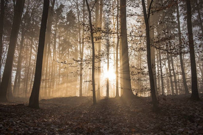 Fotobehang - Zonnestralen in een mistig bos