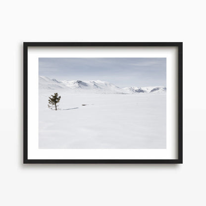 Lonely Tree Kunst Print