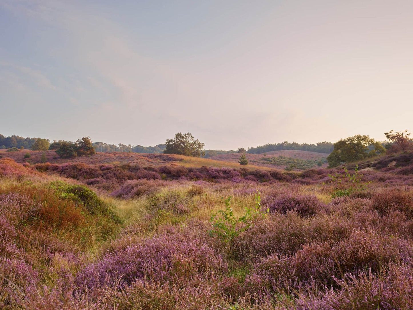 Fotobehang - Heide bij zonsopgang