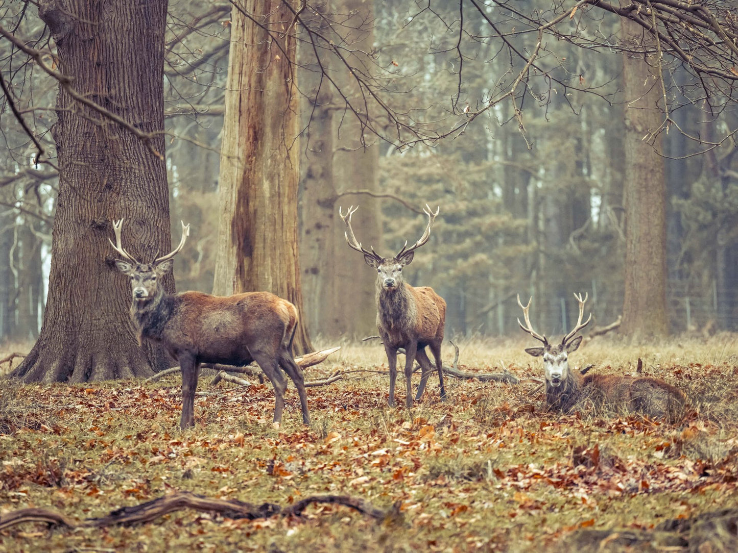 Fotobehang - Wilde herten