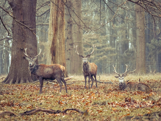 Fotobehang - Wilde herten