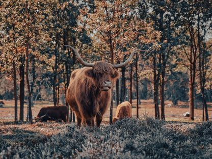 Fotobehang - Schotse hooglander bij de bosrand